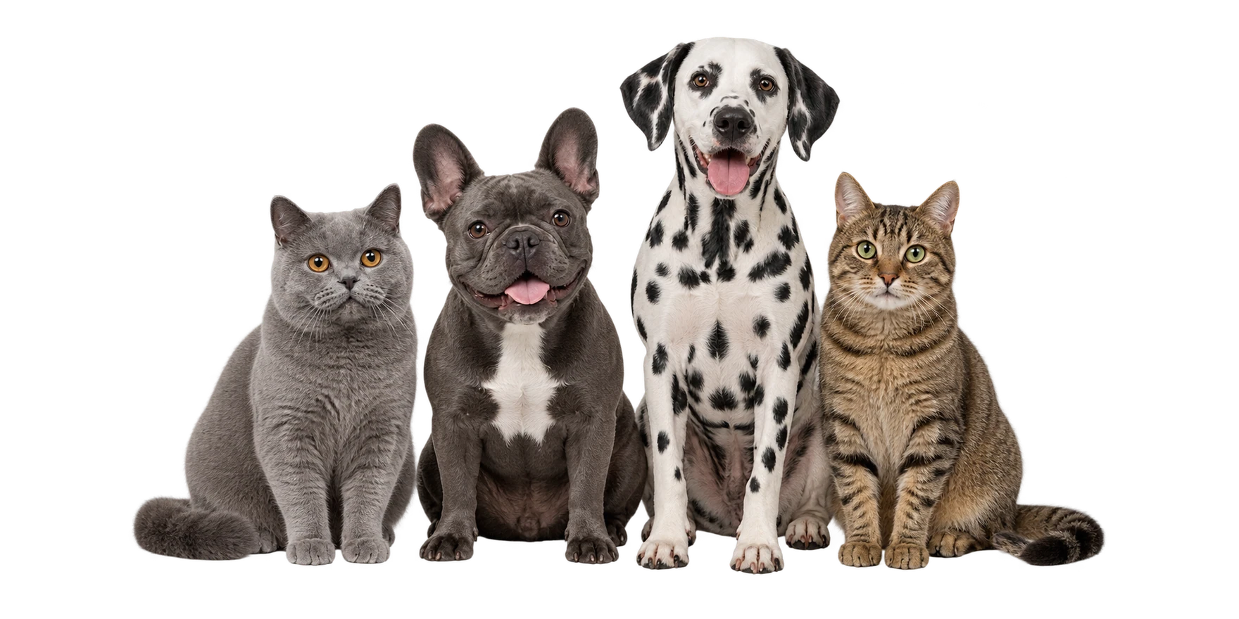 Two cats, a French bulldog and a Dalmatian sitting side by side